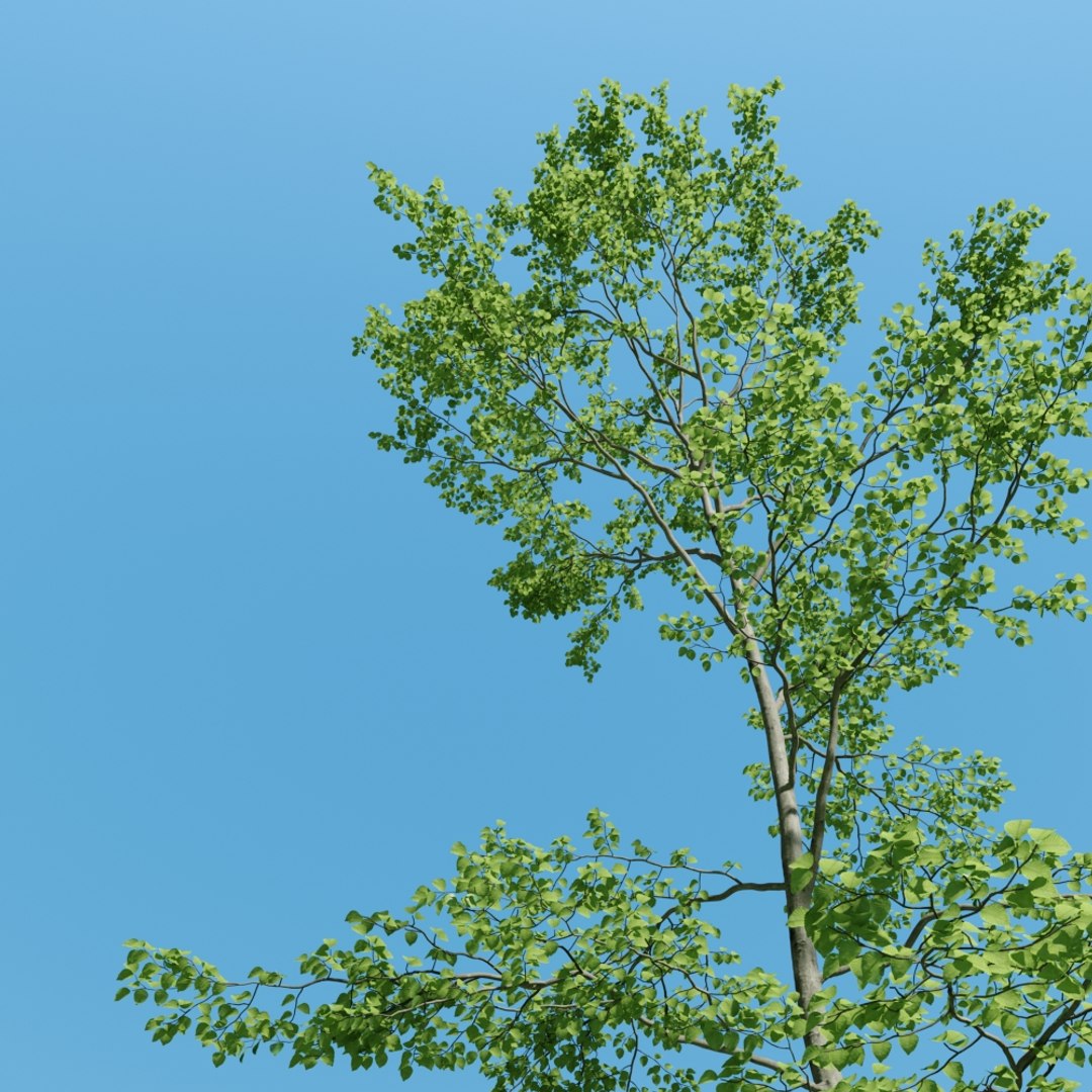 beech tree fagus sylvatica max https://p.turbosquid.com/ts-thumb/30/NSNJtb/mTDuYlK8/005/jpg/1476032326/1920x1080/fit_q87/3f7ccb3a5436fb11b52c008993d61ae6b3afe856/005.jpg