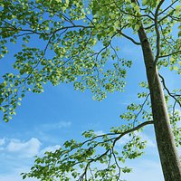 Beech Tree (Fagus Sylvatica 4)