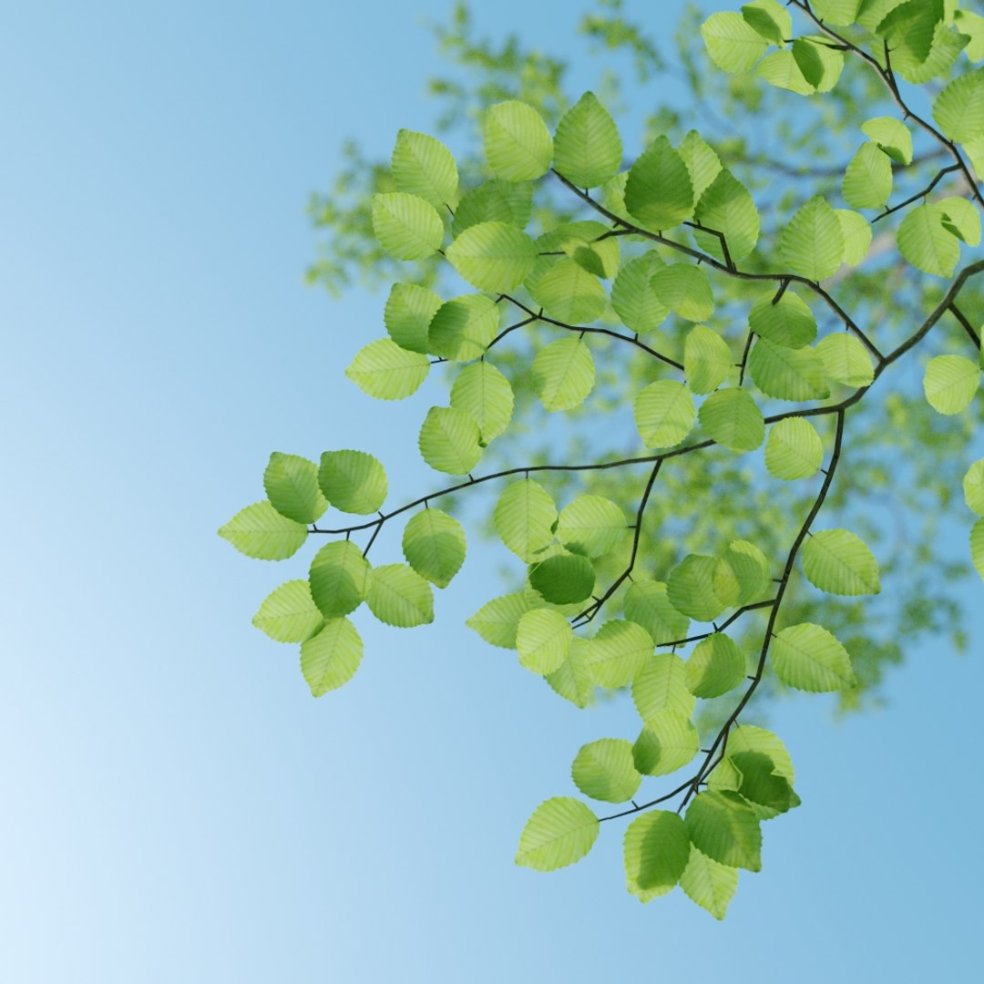 beech tree fagus sylvatica max https://p.turbosquid.com/ts-thumb/30/NSNJtb/zB338ooL/008/jpg/1476032326/1920x1080/fit_q87/3fc6b6e14c8c4ef82a3f01cc2c0eb7c125973fb9/008.jpg