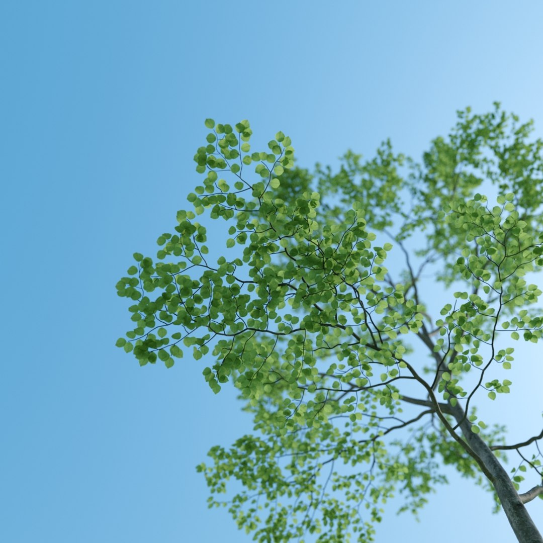 beech tree fagus sylvatica max https://p.turbosquid.com/ts-thumb/30/NSNJtb/zWdJjrcb/006/jpg/1476032326/1920x1080/fit_q87/abdeda547b22b28d33850db5a43d43b753333e2f/006.jpg