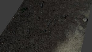 Pineforestfloor 3D model