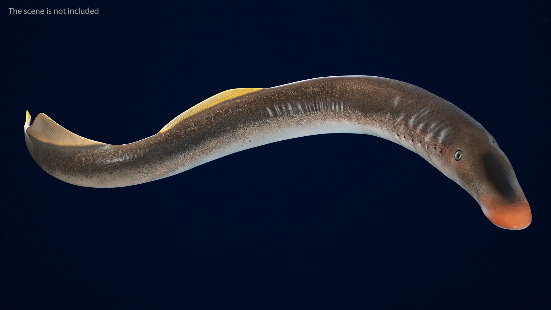 3D Lamprey Rigged For Maya Model - TurboSquid 2201948