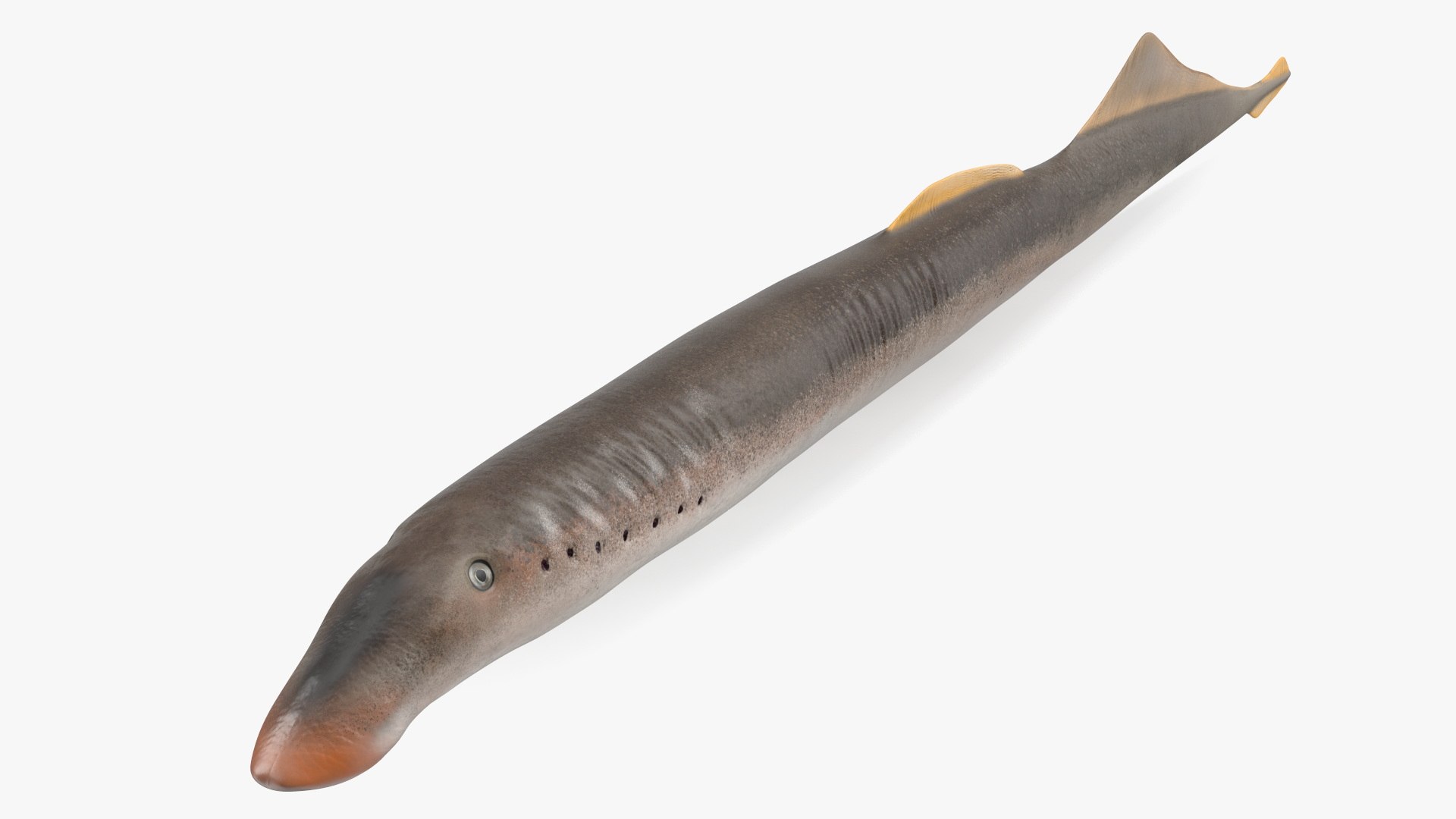 3D Lamprey Rigged For Maya Model - TurboSquid 2201948