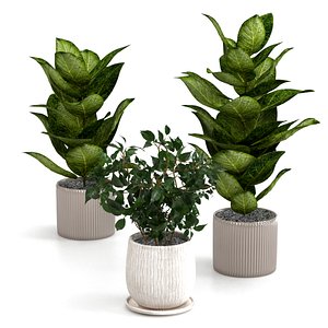 indoor plants pots 3D