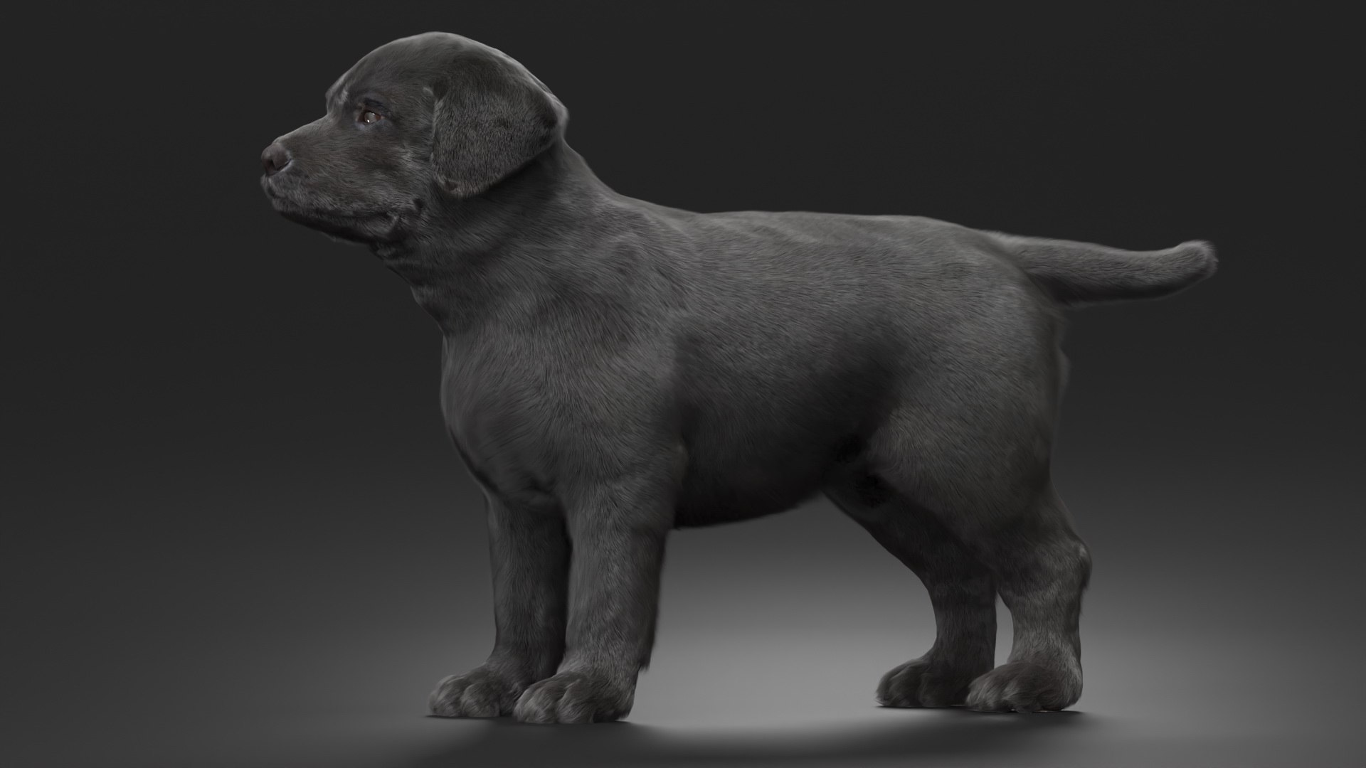 3D Labrador Retriever Puppy Black Fur - TurboSquid 2422392