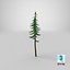 Cartoon Pine 01