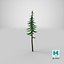 Cartoon Pine 01