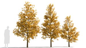 Ginkgo tree 3D model