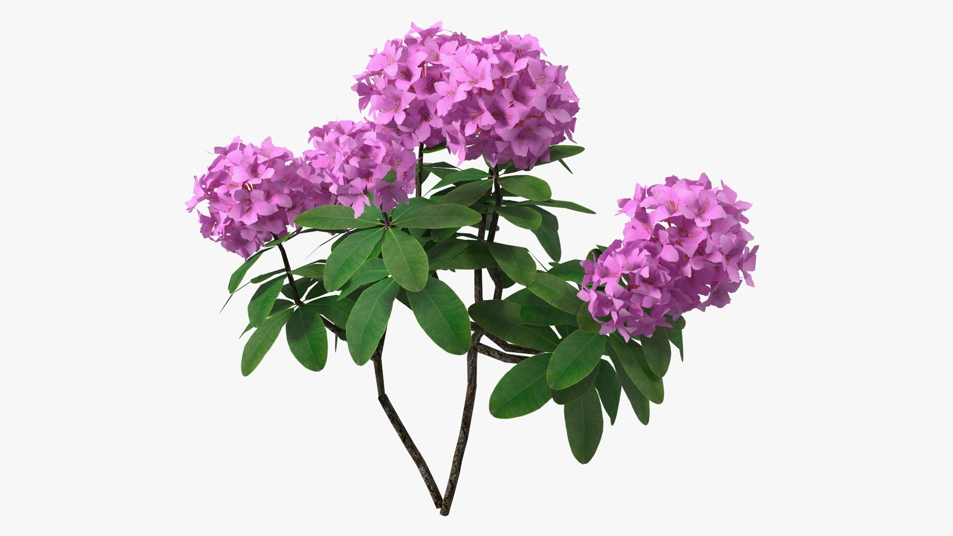 3D Purple Flowering Plants Collection 5 https://p.turbosquid.com/ts-thumb/30/wQFCum/B9/purplerhododendronbranch3dmodel001/jpg/1616510026/1920x1080/fit_q87/0095639aee214672158b7ba38728d0ab92247f55/purplerhododendronbranch3dmodel001.jpg