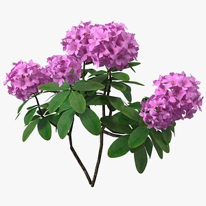 3D rhododendron branch tree model