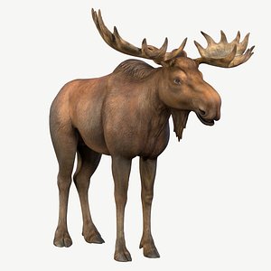 Moose 3D model