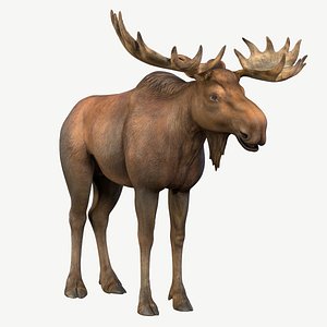 Moose