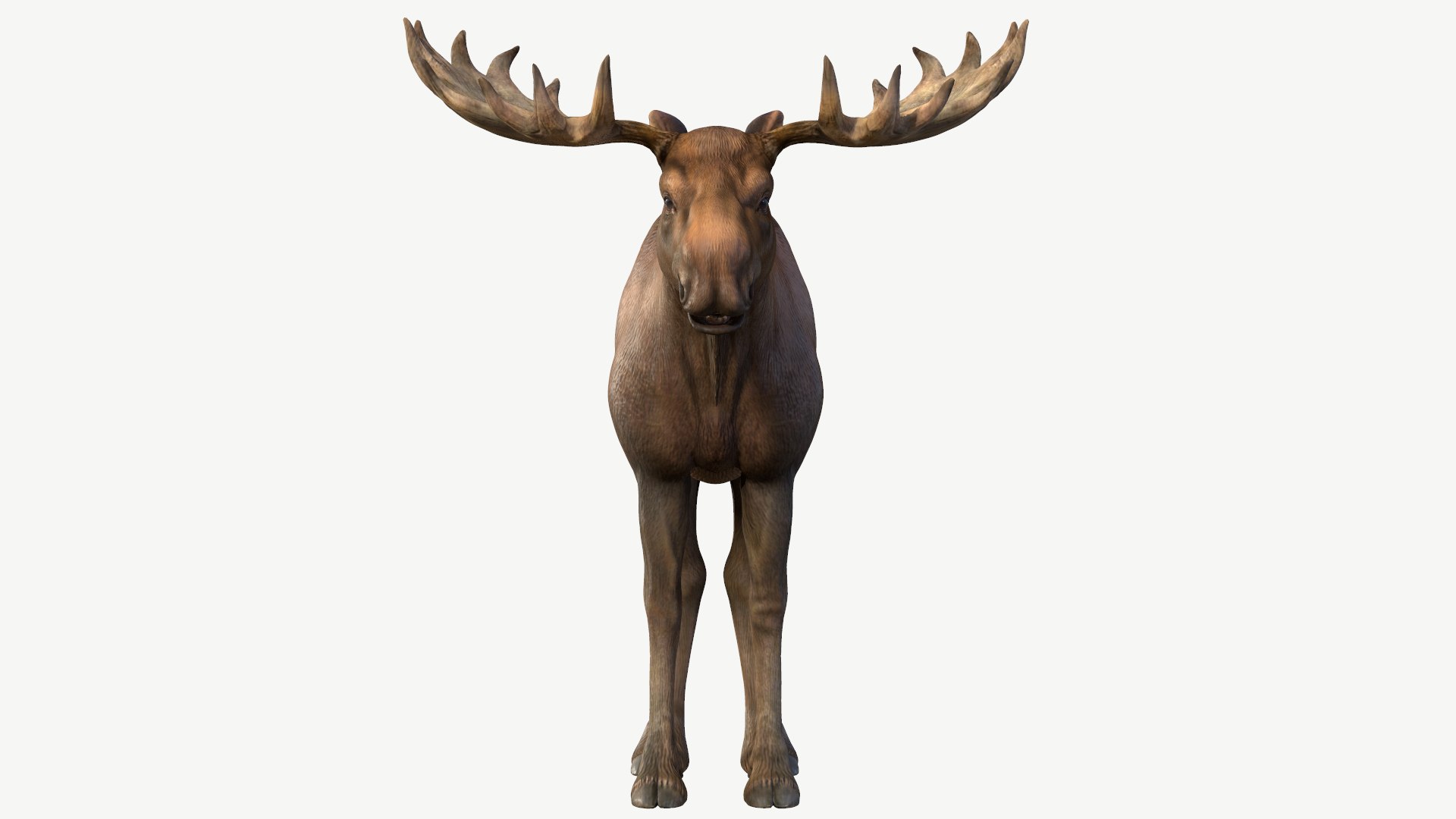 Moose 3D model https://p.turbosquid.com/ts-thumb/31/4tEmOl/VJ/9/png/1643503292/1920x1080/fit_q87/16276d9f6595fc9bf9bf17dd4a93fe0cf6f44fc6/9.jpg