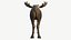 Moose