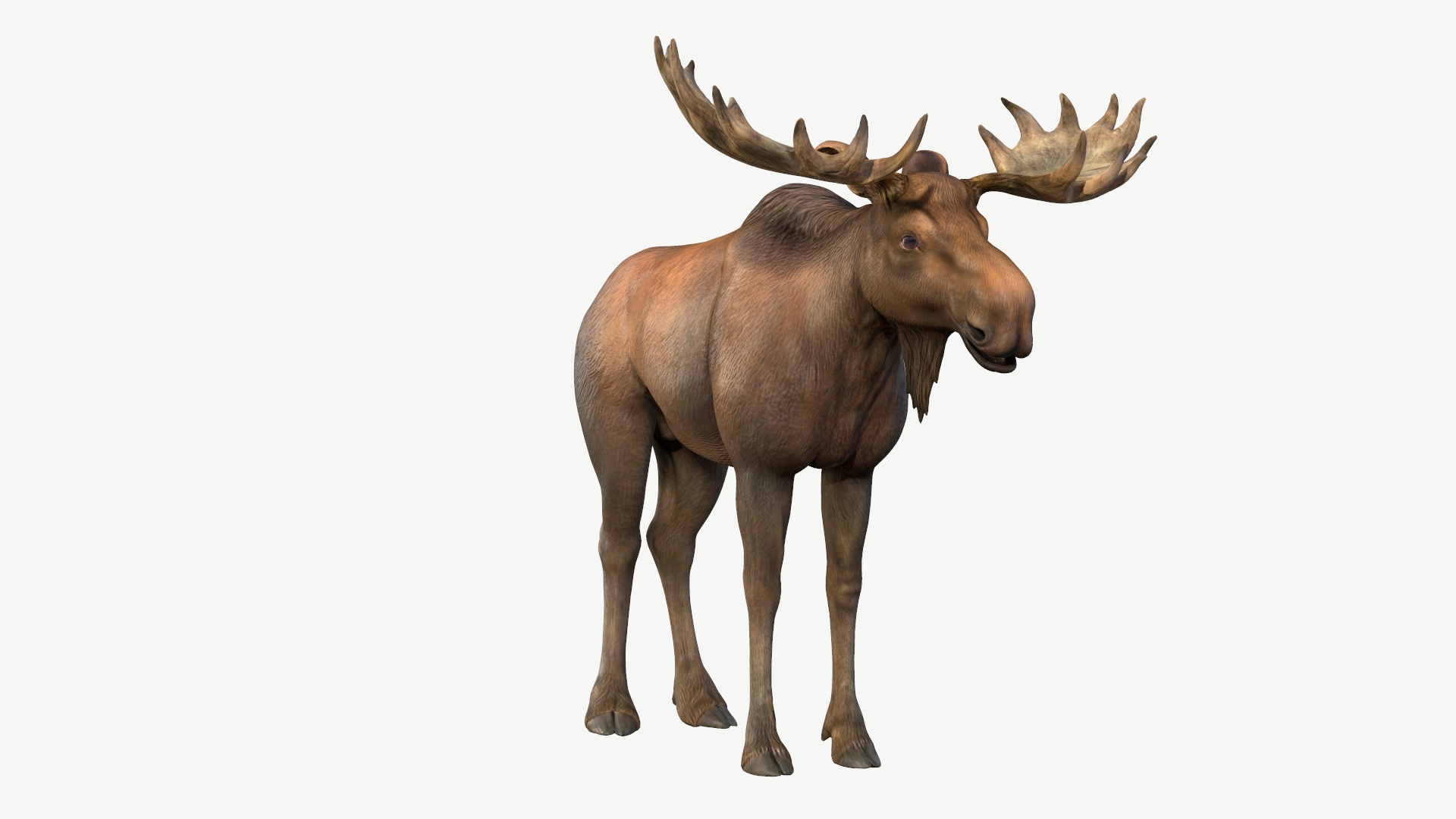 Moose 3D model https://p.turbosquid.com/ts-thumb/31/4tEmOl/f5/moose/jpg/1643503133/1920x1080/turn_fit_q99/fd02f0a8ac55a7d2f1c2ef8c0f999465d5dc883c/moose-1.jpg