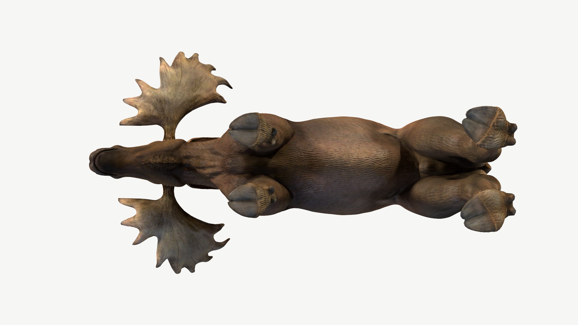 Moose 3D model https://p.turbosquid.com/ts-thumb/31/4tEmOl/hn/8/png/1643502829/1920x1080/fit_q87/4565fb3d3ba1edd65032142862f3c2fc983a1407/8.jpg