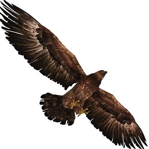 3D eagle bird