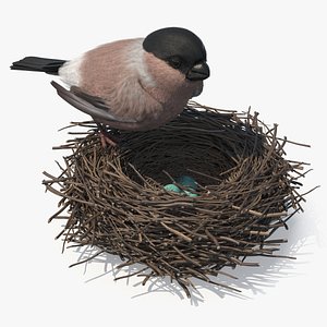 Bullfinch Female Bird with Eggs in Nest