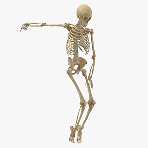 3D Real Human Female Skeleton Pose 97(1) model