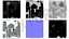 Transmitted Light Microscope Gray