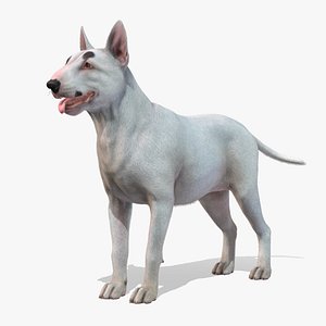 Dog - Bull Terrier