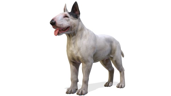 is the bull terrier legal in pitcairn islands