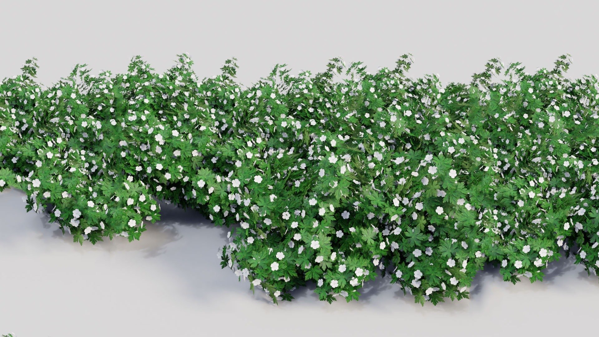 3D Geranium Collection - 5 Varieties - Pink, Rozanne, White, Purple and Foliage Garden Plants model https://p.turbosquid.com/ts-thumb/31/cw8P0m/0n/10_09_geranium_white_row/jpg/1791917679/1920x1080/fit_q87/471c7b739d9bb13e94ff661a125efeebcbd6621a/10_09_geranium_white_row.jpg