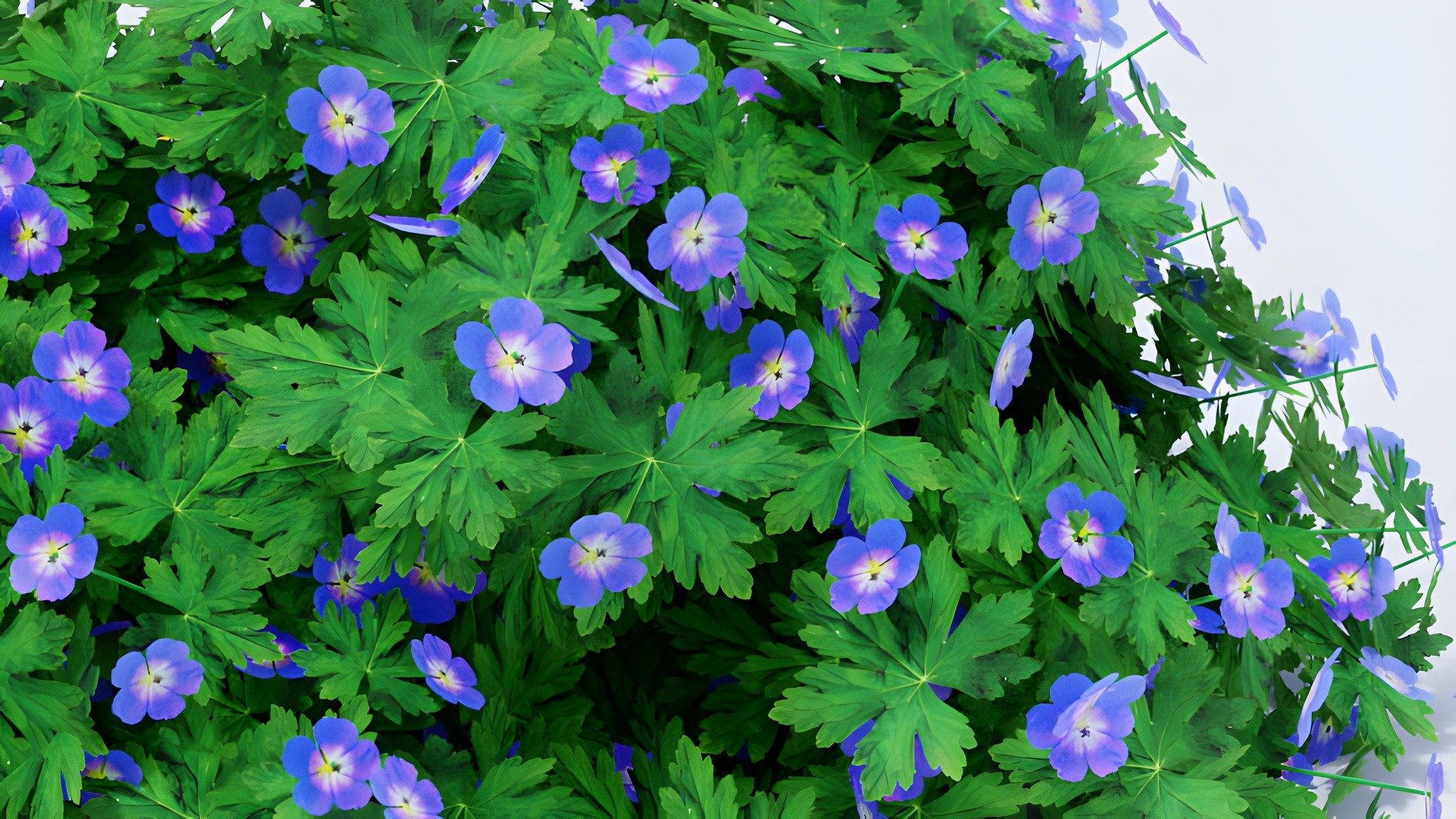 3D Geranium Collection - 5 Varieties - Pink, Rozanne, White, Purple and Foliage Garden Plants model https://p.turbosquid.com/ts-thumb/31/cw8P0m/2S/12_11_geranium_purple_closeup/jpg/1791917680/1920x1080/fit_q87/814e701e732c0ab91b686f9f4da0d68e1956692b/12_11_geranium_purple_closeup.jpg