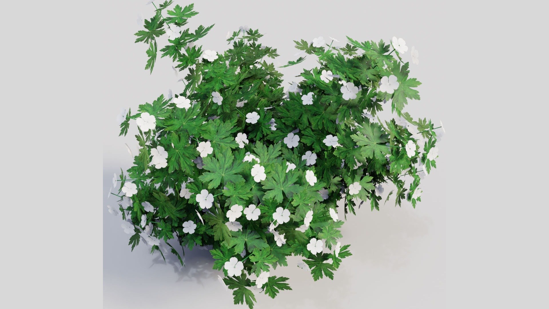 3D Geranium Collection - 5 Varieties - Pink, Rozanne, White, Purple and Foliage Garden Plants model https://p.turbosquid.com/ts-thumb/31/cw8P0m/Dd/08_07_geranium_white_hero/jpg/1791917678/1920x1080/fit_q87/b5abf10e484d39628ed599a87aa540f0898c3c85/08_07_geranium_white_hero.jpg
