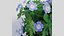 Collection de géraniums - 5 variétés - Rose, Rozanne, Blanc, Violet et Plantes de jardin à feuillage décoratif