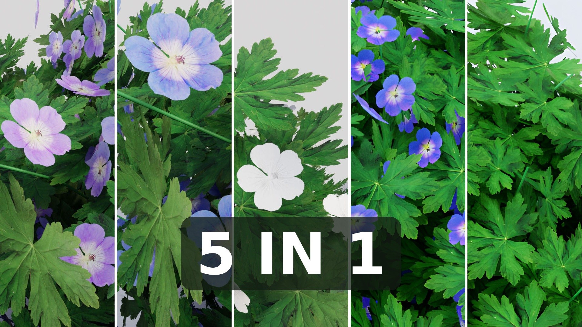 3D Geranium Collection - 5 Varieties - Pink, Rozanne, White, Purple and Foliage Garden Plants model https://p.turbosquid.com/ts-thumb/31/cw8P0m/Om/01_thumbnail/jpg/1791914909/1920x1080/fit_q87/173fa1b8e7aba66fbae843348ced5549fcb44138/01_thumbnail.jpg