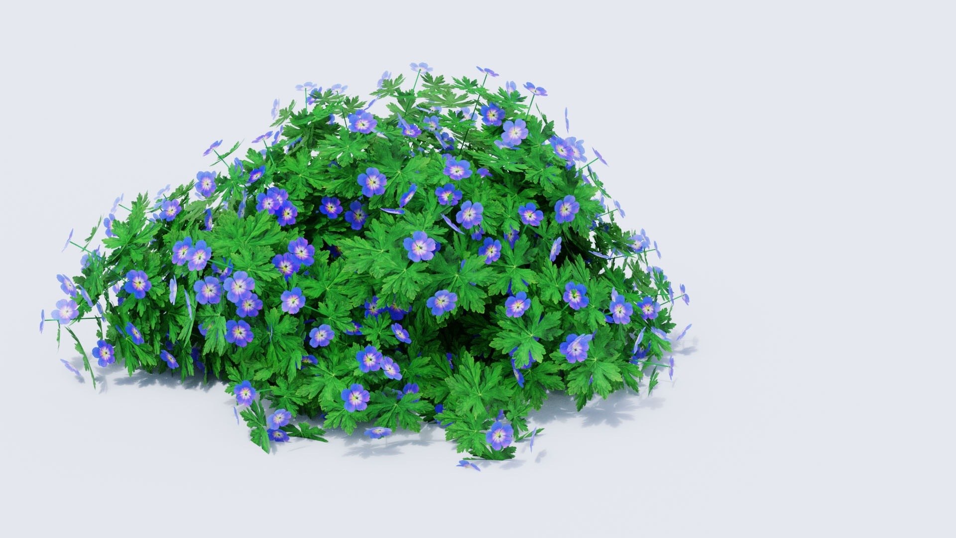 3D Geranium Collection - 5 Varieties - Pink, Rozanne, White, Purple and Foliage Garden Plants model https://p.turbosquid.com/ts-thumb/31/cw8P0m/Q4/11_10_geranium_purple_hero/jpg/1791917679/1920x1080/fit_q87/183bc9807070edf90f317c66e5b405f5fbae2472/11_10_geranium_purple_hero.jpg
