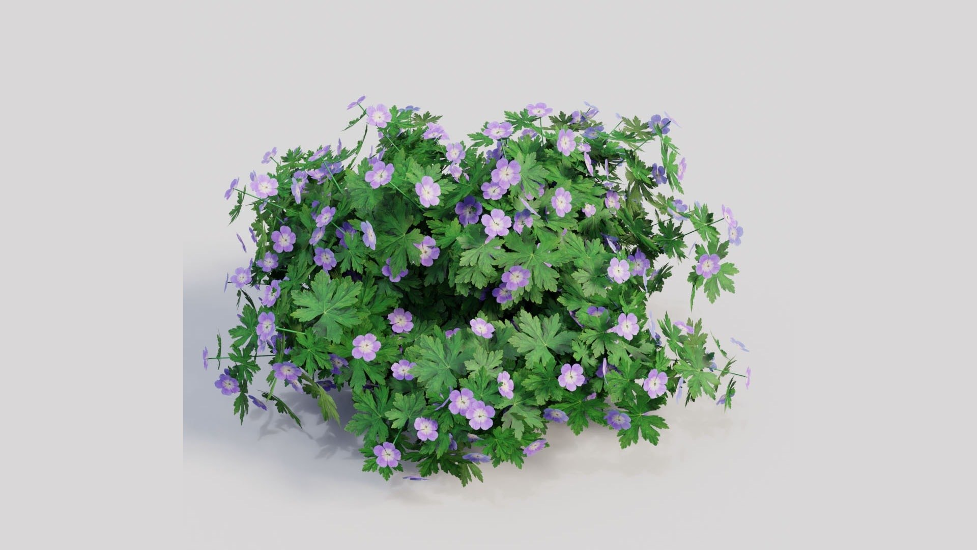 3D Geranium Collection - 5 Varieties - Pink, Rozanne, White, Purple and Foliage Garden Plants model https://p.turbosquid.com/ts-thumb/31/cw8P0m/SP/02_01_geranium_pink_hero/jpg/1791914909/1920x1080/fit_q87/d105dcefccb5ffd852eb5c2e908e5980c1faf272/02_01_geranium_pink_hero.jpg