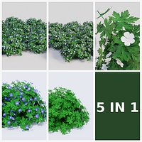 Geranium Collection - 5 Varieties - Pink, Rozanne, White, Purple and Foliage Garden Plants
