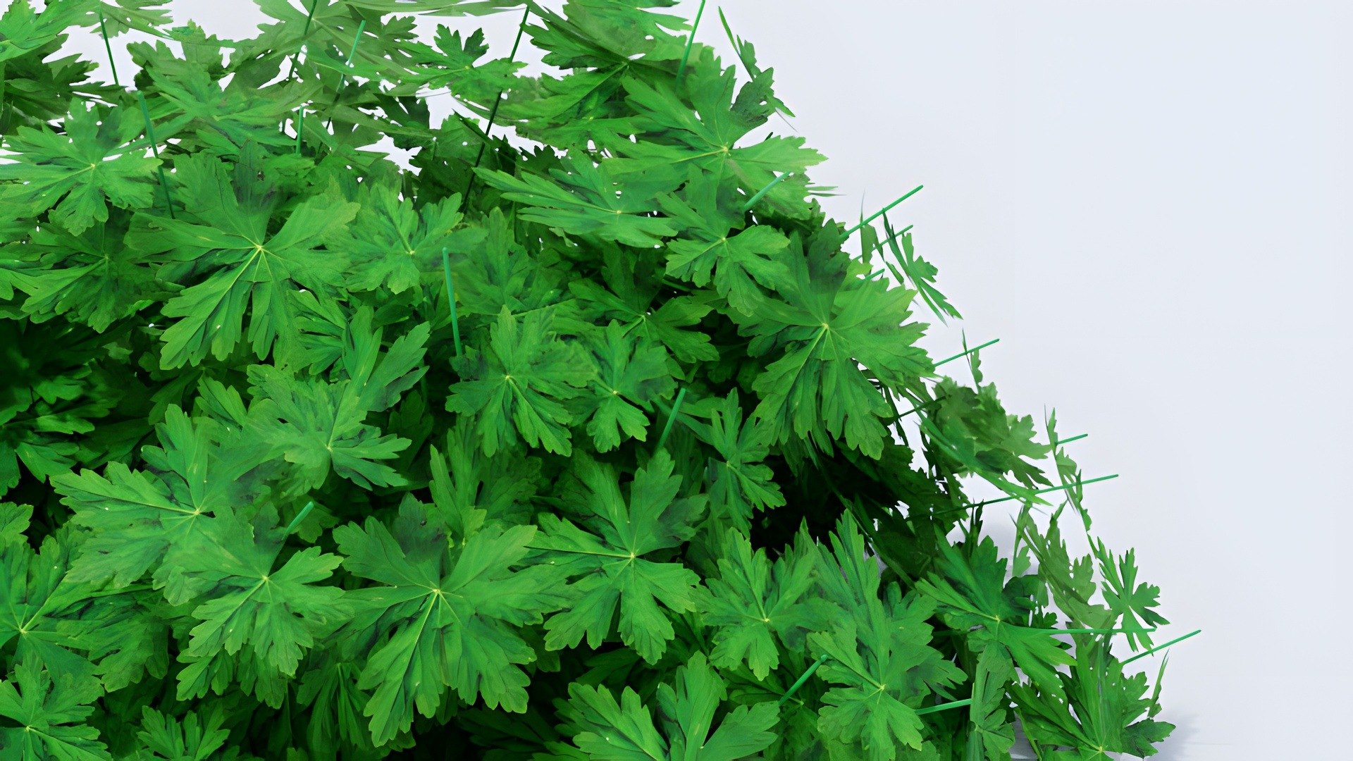 3D Geranium Collection - 5 Varieties - Pink, Rozanne, White, Purple and Foliage Garden Plants model https://p.turbosquid.com/ts-thumb/31/cw8P0m/eC/14_13_geranium_noflowers_closeup/jpg/1791917681/1920x1080/fit_q87/6982f7a5721eb8ef921c12697dc0ed8c8796fafd/14_13_geranium_noflowers_closeup.jpg