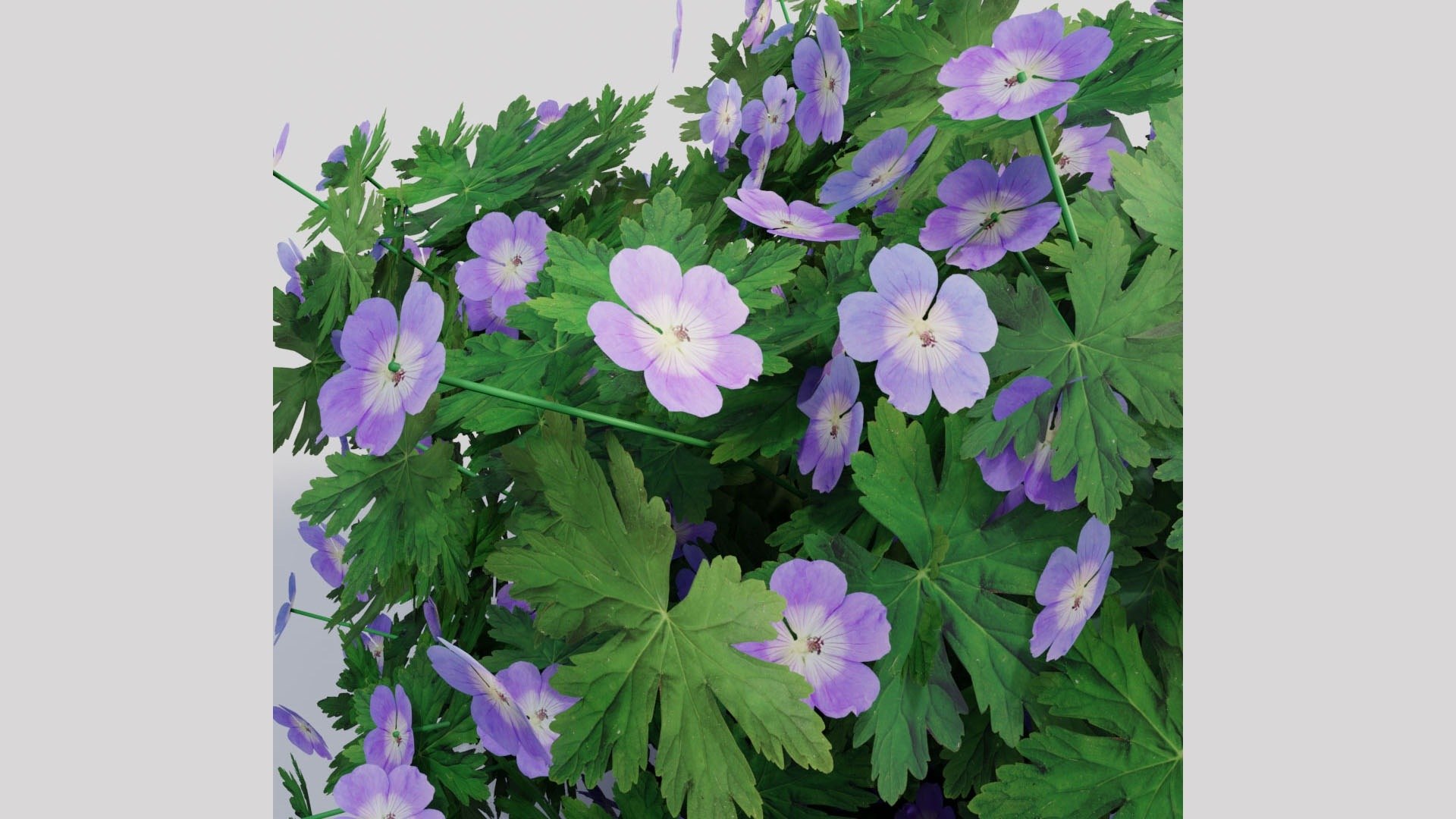 3D Geranium Collection - 5 Varieties - Pink, Rozanne, White, Purple and Foliage Garden Plants model https://p.turbosquid.com/ts-thumb/31/cw8P0m/fi/03_02_geranium_pink_closeup/jpg/1791914910/1920x1080/fit_q87/c63972e0559e09043286f146995af9529d75c86e/03_02_geranium_pink_closeup.jpg