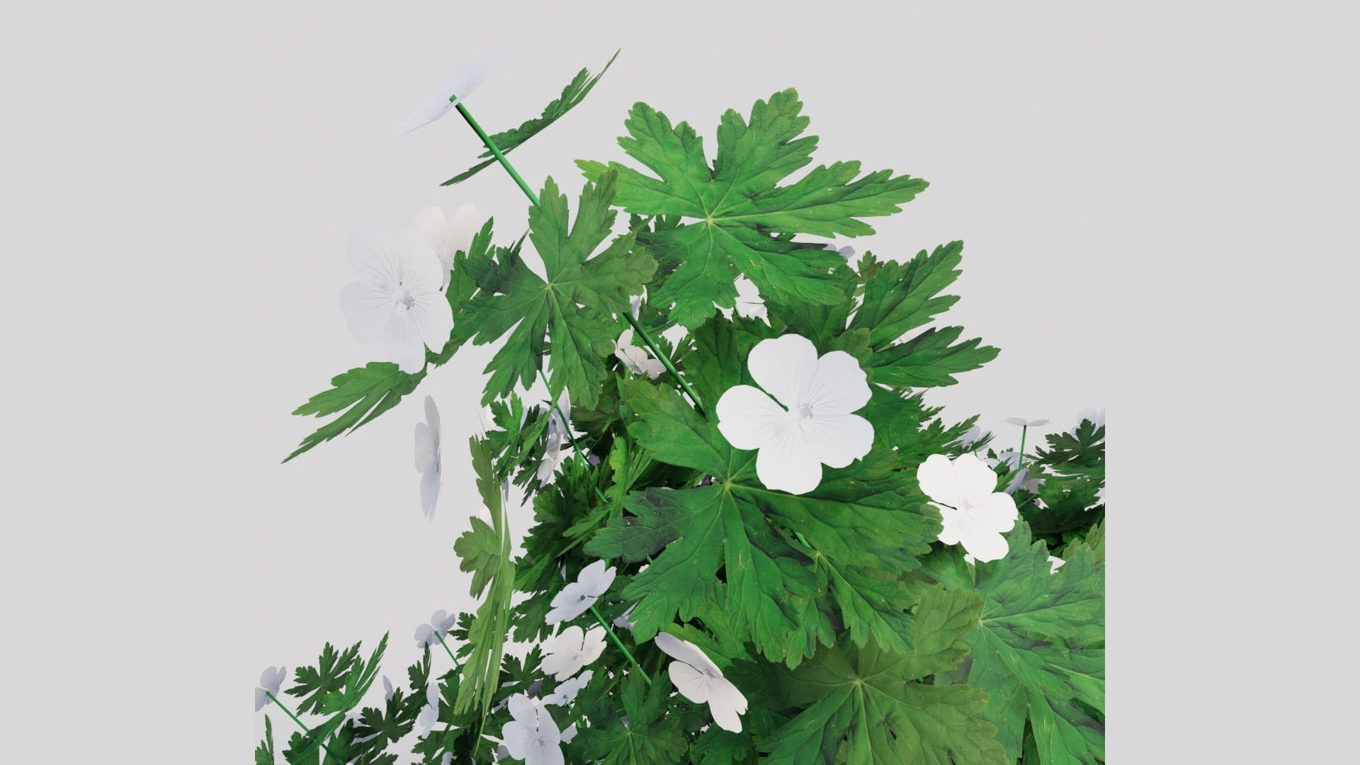 3D Geranium Collection - 5 Varieties - Pink, Rozanne, White, Purple and Foliage Garden Plants model https://p.turbosquid.com/ts-thumb/31/cw8P0m/qc/09_08_geranium_white_closeup/jpg/1791917678/1920x1080/fit_q87/c16a1d39eb7c2a7b9991e8dc61a9b1f42de26550/09_08_geranium_white_closeup.jpg