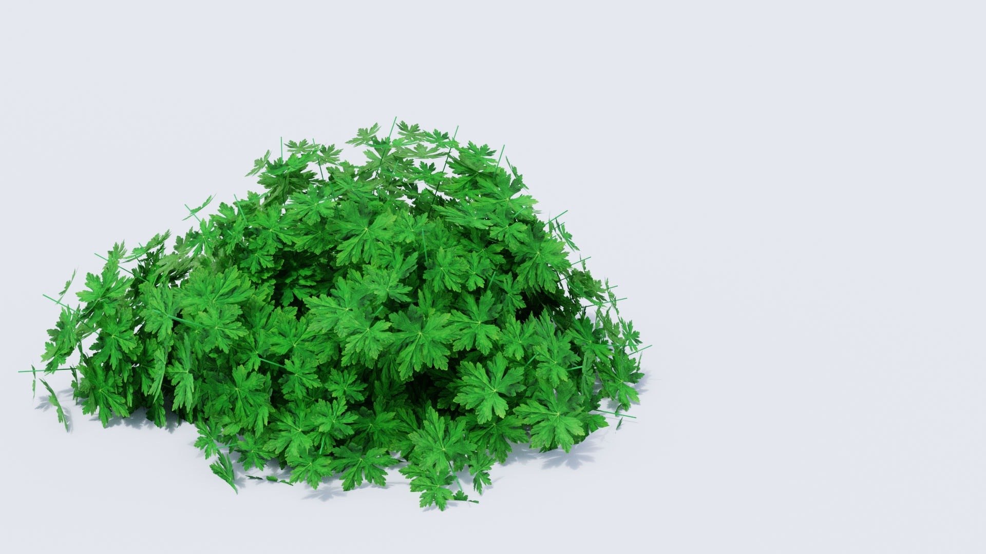3D Geranium Collection - 5 Varieties - Pink, Rozanne, White, Purple and Foliage Garden Plants model https://p.turbosquid.com/ts-thumb/31/cw8P0m/xW/13_12_geranium_noflowers_hero/jpg/1791917680/1920x1080/fit_q87/d77e497cac3e590ced7ae223e8c1dcdc578a89aa/13_12_geranium_noflowers_hero.jpg