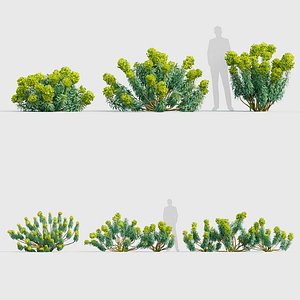 3D Euphorbia characias Mediterranean spurge 02 3D model model
