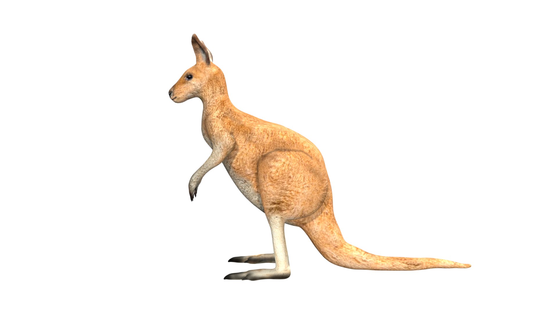 Fully Rigged Low Poly Kangaroo Model - TurboSquid 1759845