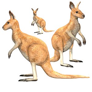 Fully rigged low poly kangaroo model