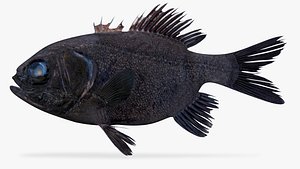 panamic flashlightfish 3D model