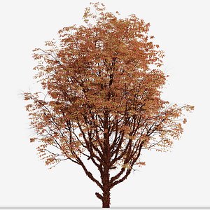3D Set of Acer griseum or Paperbark maple Trees - 2 Trees