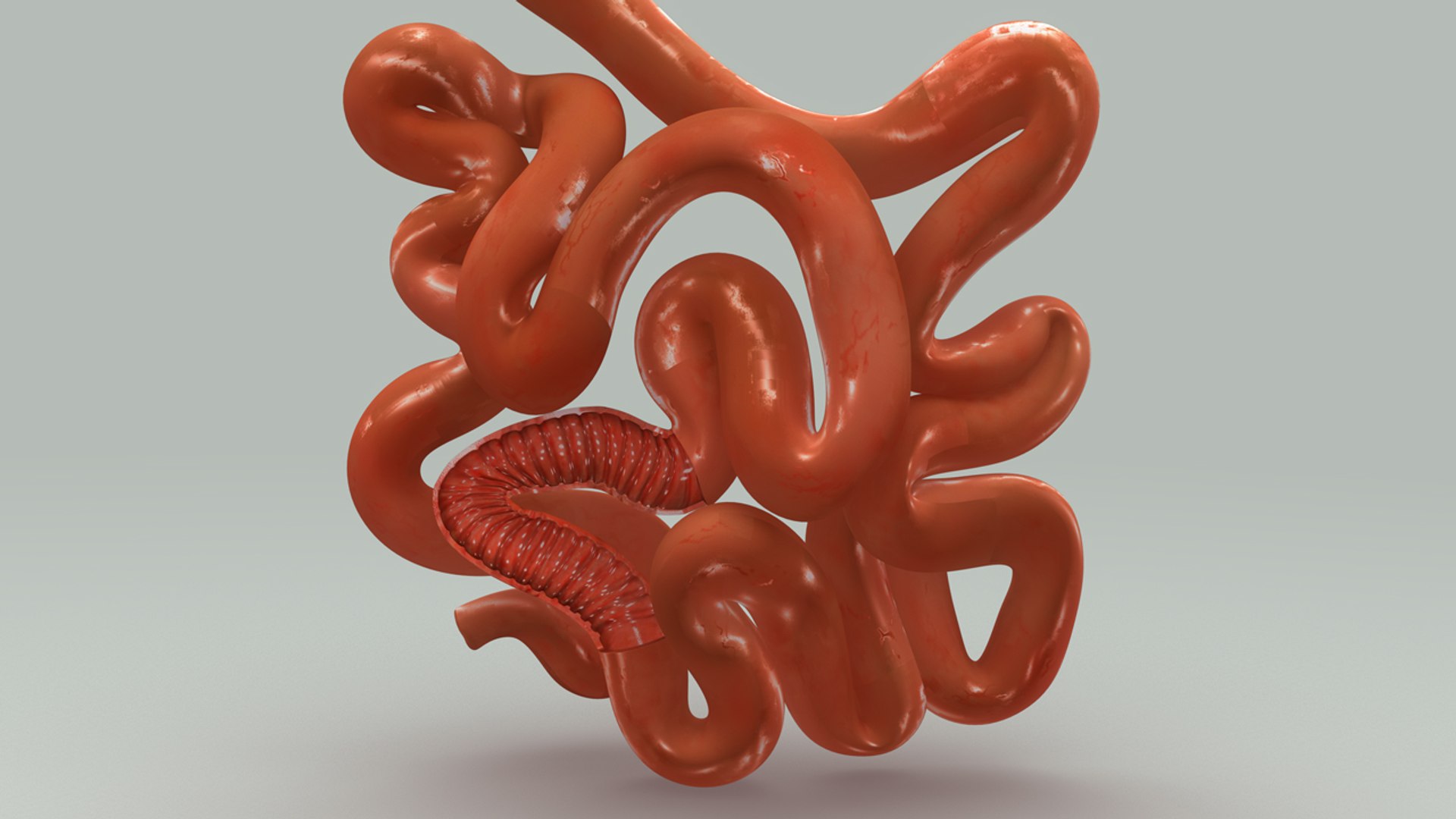 3d Obj Smal Intestine Section