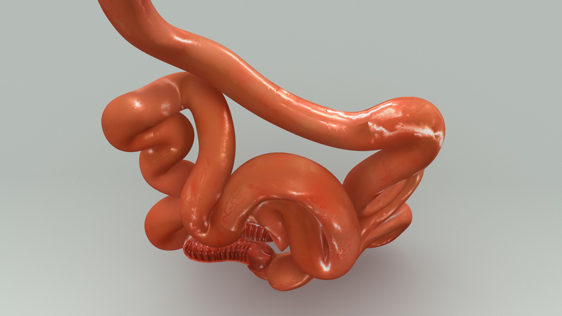 3d Obj Smal Intestine Section