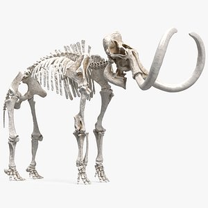 Mammoth Skeleton Clean Bones Rigged for Cinema 4D model