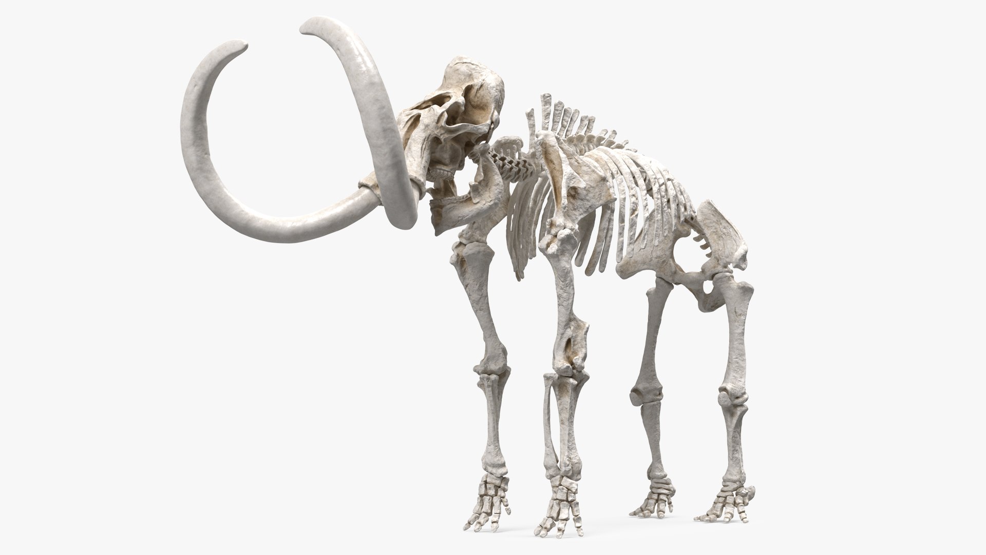 Mammoth Skeleton Clean Bones Rigged for Cinema 4D 3D model preview