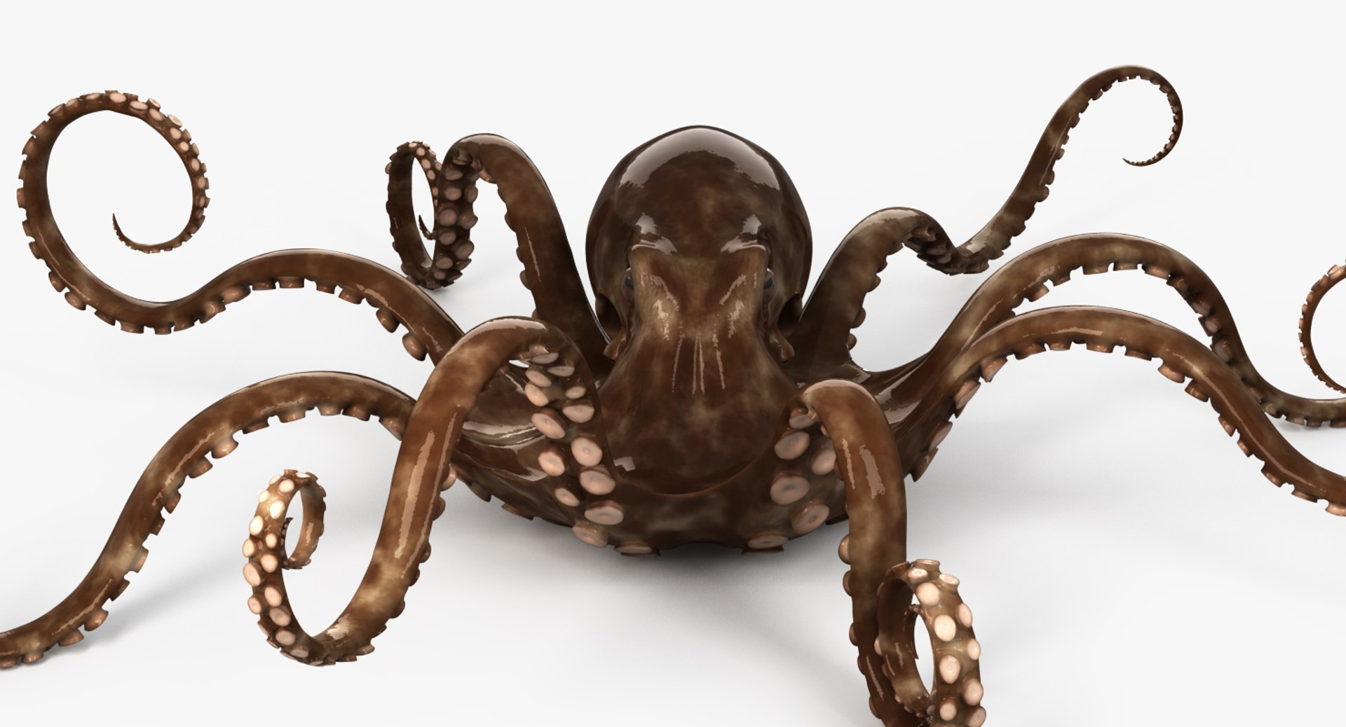 3D Octopus Rigged Model - TurboSquid 1158996