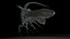 insects / Angle cicada