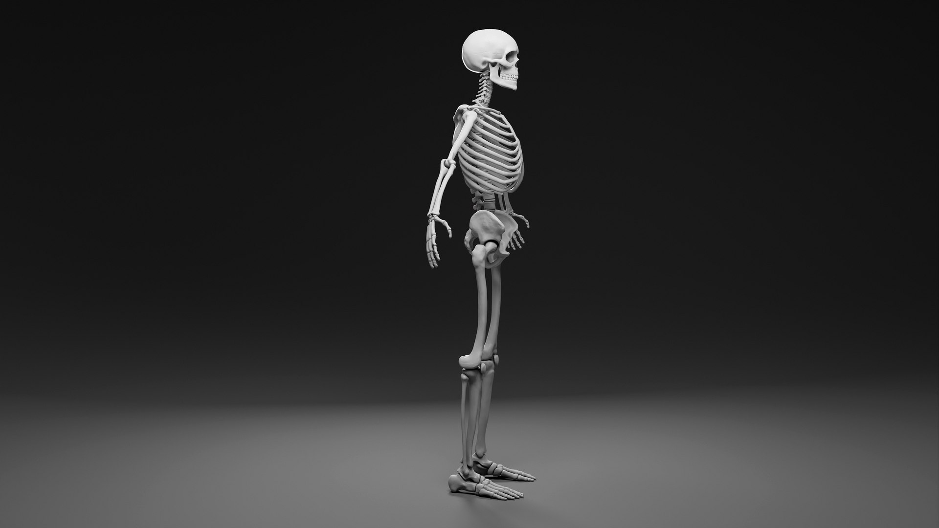 Skeleton basemesh 3D model https://p.turbosquid.com/ts-thumb/32/MOAFL6/Vi/render_skeleton_009/jpg/1702461017/1920x1080/fit_q87/cb4b737809ffb83506624607078ac8b26bc001ef/render_skeleton_009.jpg